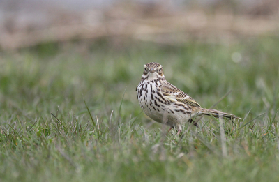 <i class='fa fa-user'></i>&nbsp;Gert&nbsp;|   Graspieper&nbsp; <i class='fa fa-eye'>&nbsp;126</i> &nbsp;<i class='fa fa-thumbs-up'>&nbsp;2</i> &nbsp; <i class='fa fa-comment-o'>&nbsp;2</i>