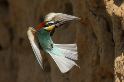 <i class='fa fa-user'></i>&nbsp;horneman69&nbsp;|   Bijeneter&nbsp; <i class='fa fa-eye'>&nbsp;200</i> &nbsp;<i class='fa fa-thumbs-up'>&nbsp;4</i> &nbsp; <i class='fa fa-comment-o'>&nbsp;6</i>