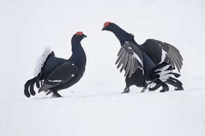 <i class='fa fa-user'></i>&nbsp;Luc Meert&nbsp;|   Korhoen&nbsp; <i class='fa fa-eye'>&nbsp;209</i> &nbsp;<i class='fa fa-thumbs-up'>&nbsp;10</i> &nbsp; <i class='fa fa-comment-o'>&nbsp;4</i>