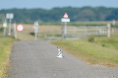 <i class='fa fa-user'></i>&nbsp;Michiel H.&nbsp;|   Visdief&nbsp; <i class='fa fa-eye'>&nbsp;157</i> &nbsp; <i class='fa fa-comment-o'>&nbsp;2</i>