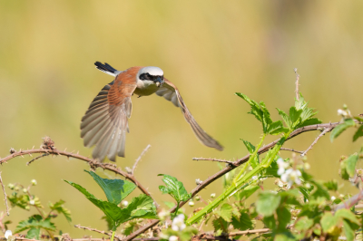 <i class='fa fa-user'></i>&nbsp;John_Jak&nbsp;|   Grauwe Klauwier&nbsp; <i class='fa fa-eye'>&nbsp;205</i> &nbsp;<i class='fa fa-thumbs-up'>&nbsp;2</i> &nbsp; <i class='fa fa-comment-o'>&nbsp;2</i>