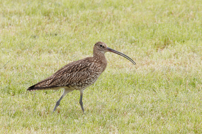 <i class='fa fa-user'></i>&nbsp;Erik van Ark&nbsp;|   Wulp&nbsp; <i class='fa fa-eye'>&nbsp;122</i> &nbsp; <i class='fa fa-comment-o'>&nbsp;1</i>