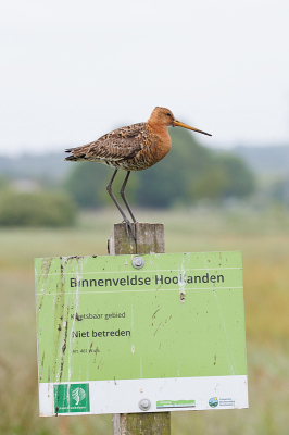 <i class='fa fa-user'></i>&nbsp;Erik van Ark&nbsp;|   Grutto&nbsp; <i class='fa fa-eye'>&nbsp;147</i> &nbsp; <i class='fa fa-comment-o'>&nbsp;1</i>