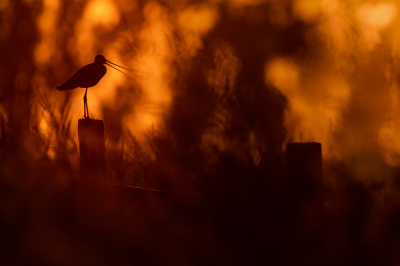 <i class='fa fa-user'></i>&nbsp;Vincent Vuik&nbsp;|   Grutto&nbsp; <i class='fa fa-eye'>&nbsp;227</i> &nbsp;<i class='fa fa-thumbs-up'>&nbsp;12</i> &nbsp; <i class='fa fa-comment-o'>&nbsp;15</i>