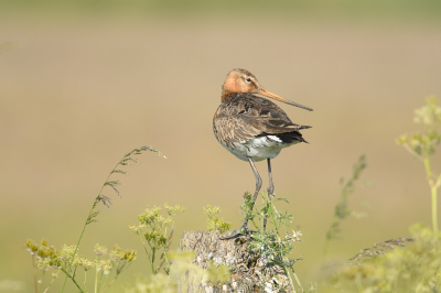 <i class='fa fa-user'></i>&nbsp;Wil Doorn-Meijne&nbsp;|   Grutto&nbsp; <i class='fa fa-eye'>&nbsp;167</i> &nbsp;<i class='fa fa-thumbs-up'>&nbsp;4</i> &nbsp; <i class='fa fa-comment-o'>&nbsp;7</i>