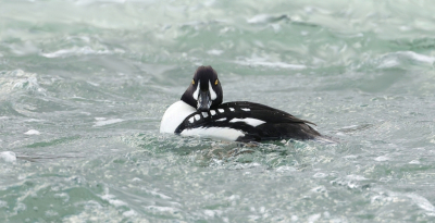 <i class='fa fa-user'></i>&nbsp;Leo Tukker&nbsp;|   IJslandse Brilduiker&nbsp; <i class='fa fa-eye'>&nbsp;192</i> &nbsp;<i class='fa fa-thumbs-up'>&nbsp;3</i> &nbsp; <i class='fa fa-comment-o'>&nbsp;6</i>