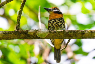 Ik woon al een tijdje in Suriname en heb hier een honderdtal soorten vogels gefotografeerd, maar ben er nooit aan toe gekomen om hier te uploaden. Toch leek het mij nu een goed idee om eens de knoop door te hakken met deze gevlekte baardkoekoek.