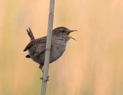 <i class='fa fa-user'></i>&nbsp;Martijn Schot&nbsp;|   Winterkoning&nbsp; <i class='fa fa-eye'>&nbsp;114</i> &nbsp; <i class='fa fa-comment-o'>&nbsp;1</i>