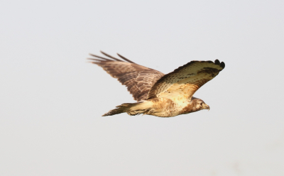 <i class='fa fa-user'></i>&nbsp;Mark de Bruijn&nbsp;|   Buizerd&nbsp; <i class='fa fa-eye'>&nbsp;115</i> &nbsp; <i class='fa fa-comment-o'>&nbsp;0</i>
