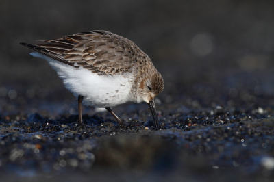 <i class='fa fa-user'></i>&nbsp;Iroslav&nbsp;|   Bonte Strandloper&nbsp; <i class='fa fa-eye'>&nbsp;99</i> &nbsp; <i class='fa fa-comment-o'>&nbsp;0</i>