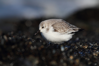 <i class='fa fa-user'></i>&nbsp;Iroslav&nbsp;|   Drieteenstrandloper&nbsp; <i class='fa fa-eye'>&nbsp;104</i> &nbsp; <i class='fa fa-comment-o'>&nbsp;1</i>