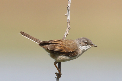 <i class='fa fa-user'></i>&nbsp;hjstukker&nbsp;|   Grasmus&nbsp; <i class='fa fa-eye'>&nbsp;122</i> &nbsp; <i class='fa fa-comment-o'>&nbsp;1</i>