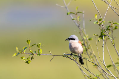 <i class='fa fa-user'></i>&nbsp;Hans_vO&nbsp;|   Grauwe Klauwier&nbsp; <i class='fa fa-eye'>&nbsp;173</i> &nbsp; <i class='fa fa-comment-o'>&nbsp;3</i>