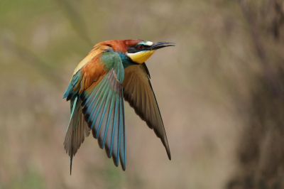 <i class='fa fa-user'></i>&nbsp;horneman69&nbsp;|   Bijeneter&nbsp; <i class='fa fa-eye'>&nbsp;240</i> &nbsp;<i class='fa fa-thumbs-up'>&nbsp;10</i> &nbsp; <i class='fa fa-comment-o'>&nbsp;6</i>