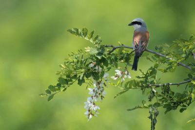 <i class='fa fa-user'></i>&nbsp;horneman69&nbsp;|   Grauwe Klauwier&nbsp; <i class='fa fa-eye'>&nbsp;181</i> &nbsp;<i class='fa fa-thumbs-up'>&nbsp;2</i> &nbsp; <i class='fa fa-comment-o'>&nbsp;1</i>