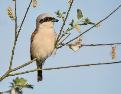 <i class='fa fa-user'></i>&nbsp;Hillebrand Keun&nbsp;|   Grauwe Klauwier&nbsp; <i class='fa fa-eye'>&nbsp;177</i> &nbsp;<i class='fa fa-thumbs-up'>&nbsp;5</i> &nbsp; <i class='fa fa-comment-o'>&nbsp;0</i>