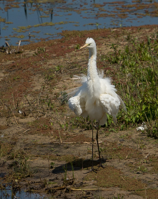 <i class='fa fa-user'></i>&nbsp;Truus Aletta Maan&nbsp;|   Grote Zilverreiger&nbsp; <i class='fa fa-eye'>&nbsp;121</i> &nbsp; <i class='fa fa-comment-o'>&nbsp;2</i>