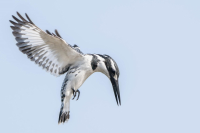 <i class='fa fa-user'></i>&nbsp;harrie69&nbsp;|   Bonte IJsvogel&nbsp; <i class='fa fa-eye'>&nbsp;165</i> &nbsp;<i class='fa fa-thumbs-up'>&nbsp;5</i> &nbsp; <i class='fa fa-comment-o'>&nbsp;1</i>