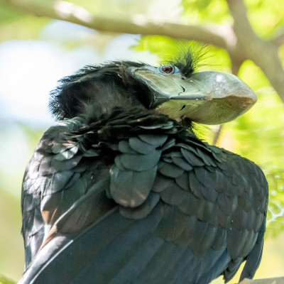 <i class='fa fa-user'></i> harrie69 | Blauwkeelneushoornvogel  <i class='fa fa-eye'> 170</i>   <i class='fa fa-comment-o'> 3</i>