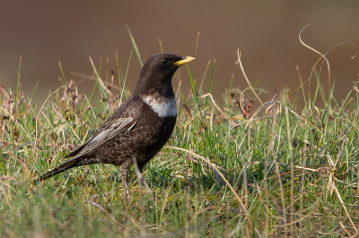 <i class='fa fa-user'></i>&nbsp;Vincent Vuik&nbsp;|   Beflijster&nbsp; <i class='fa fa-eye'>&nbsp;245</i> &nbsp;<i class='fa fa-thumbs-up'>&nbsp;5</i> &nbsp; <i class='fa fa-comment-o'>&nbsp;6</i>