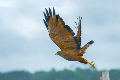 <i class='fa fa-user'></i>&nbsp;JorisVanderMeer&nbsp;|   Savannebuizerd&nbsp; <i class='fa fa-eye'>&nbsp;206</i> &nbsp;<i class='fa fa-thumbs-up'>&nbsp;1</i> &nbsp; <i class='fa fa-comment-o'>&nbsp;2</i>