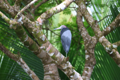 Gemaakt vanaf de boot in Tortuguero. Verschillende uitsnedes geprobeerd, maar ik vind het origineel met alle groen er omheen toch het mooist.