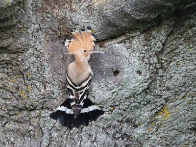 <i class='fa fa-user'></i>&nbsp;corvanspijk&nbsp;|   Hop&nbsp; <i class='fa fa-eye'>&nbsp;239</i> &nbsp;<i class='fa fa-thumbs-up'>&nbsp;4</i> &nbsp; <i class='fa fa-comment-o'>&nbsp;3</i>