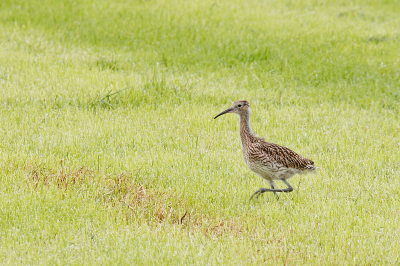 <i class='fa fa-user'></i>&nbsp;Erik van Ark&nbsp;|   Wulp&nbsp; <i class='fa fa-eye'>&nbsp;161</i> &nbsp; <i class='fa fa-comment-o'>&nbsp;2</i>