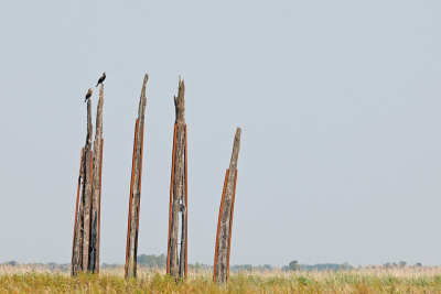 <i class='fa fa-user'></i>&nbsp;Erik van Ark&nbsp;|   Aalscholver&nbsp; <i class='fa fa-eye'>&nbsp;187</i> &nbsp;<i class='fa fa-thumbs-up'>&nbsp;3</i> &nbsp; <i class='fa fa-comment-o'>&nbsp;1</i>
