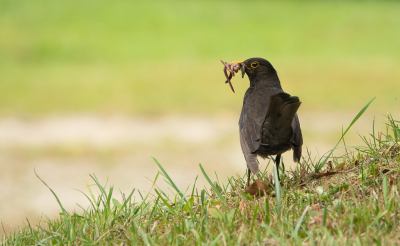 <i class='fa fa-user'></i>&nbsp;PJBeek&nbsp;|   Merel&nbsp; <i class='fa fa-eye'>&nbsp;138</i> &nbsp;<i class='fa fa-thumbs-up'>&nbsp;1</i> &nbsp; <i class='fa fa-comment-o'>&nbsp;2</i>