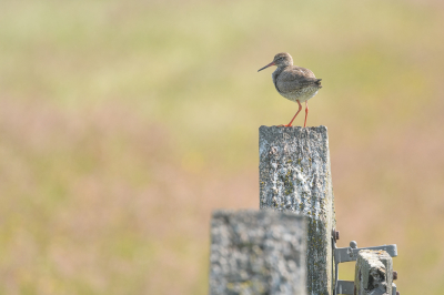 <i class='fa fa-user'></i>&nbsp;Wil Doorn-Meijne&nbsp;|   Tureluur&nbsp; <i class='fa fa-eye'>&nbsp;117</i> &nbsp; <i class='fa fa-comment-o'>&nbsp;1</i>