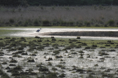 <i class='fa fa-user'></i>&nbsp;sieb&nbsp;|   Blauwe Reiger&nbsp; <i class='fa fa-eye'>&nbsp;156</i> &nbsp;<i class='fa fa-thumbs-up'>&nbsp;3</i> &nbsp; <i class='fa fa-comment-o'>&nbsp;1</i>