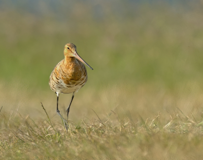 <i class='fa fa-user'></i>&nbsp;janvangastel&nbsp;|   Grutto&nbsp; <i class='fa fa-eye'>&nbsp;144</i> &nbsp;<i class='fa fa-thumbs-up'>&nbsp;2</i> &nbsp; <i class='fa fa-comment-o'>&nbsp;2</i>