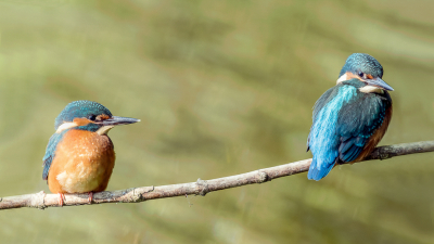 Vanuit een hut, maar wel aan een natuurlijk water waar de IJsvogels zich ophouden.
Er staat ook een broedwand. Deze ijsvogeltjes zijn een paar dagen geleden uitgevlogen. Ze komen af en toe nog naar hun geboorteplek maar worden snel verjaagd door de ouders. Op dit moment werden ze niet opgemerkt door de ouders dus kon ik ze goed fotograferen. Schattig die jongen. Ouders zijn weer aan het broeden.