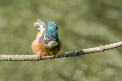 <i class='fa fa-user'></i>&nbsp;christina&nbsp;|   IJsvogel&nbsp; <i class='fa fa-eye'>&nbsp;148</i> &nbsp; <i class='fa fa-comment-o'>&nbsp;0</i>