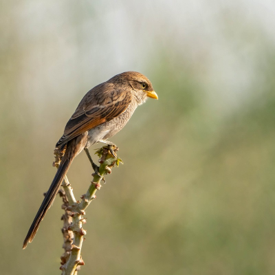 <i class='fa fa-user'></i>&nbsp;harrie69&nbsp;|   Geelsnavelklauwier&nbsp; <i class='fa fa-eye'>&nbsp;169</i> &nbsp; <i class='fa fa-comment-o'>&nbsp;2</i>