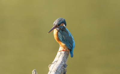 een en mooi dag on mooi vogel  op te nemen jammere je zien te weinig