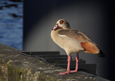 <i class='fa fa-user'></i>&nbsp;sieb&nbsp;|   Nijlgans&nbsp; <i class='fa fa-eye'>&nbsp;183</i> &nbsp;<i class='fa fa-thumbs-up'>&nbsp;4</i> &nbsp; <i class='fa fa-comment-o'>&nbsp;4</i>