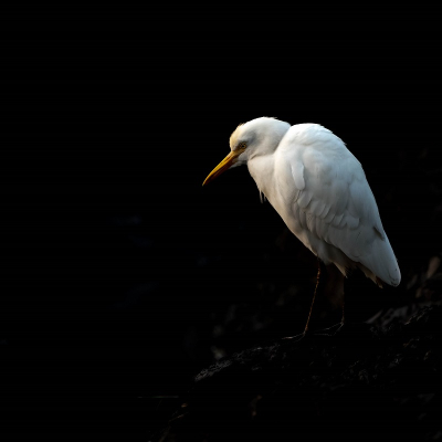 <i class='fa fa-user'></i>&nbsp;harrie69&nbsp;|   Koereiger&nbsp; <i class='fa fa-eye'>&nbsp;149</i> &nbsp;<i class='fa fa-thumbs-up'>&nbsp;3</i> &nbsp; <i class='fa fa-comment-o'>&nbsp;3</i>