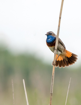 <i class='fa fa-user'></i>&nbsp;jacolienl&nbsp;|   Blauwborst&nbsp; <i class='fa fa-eye'>&nbsp;198</i> &nbsp;<i class='fa fa-thumbs-up'>&nbsp;1</i> &nbsp; <i class='fa fa-comment-o'>&nbsp;2</i>