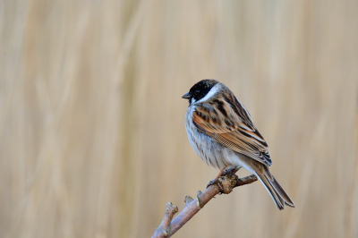 In de riet strookjes zijn ze onmiskenbaar oa hun zang.