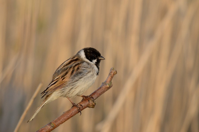 <i class='fa fa-user'></i>&nbsp;Iroslav&nbsp;|   Rietgors&nbsp; <i class='fa fa-eye'>&nbsp;137</i> &nbsp;<i class='fa fa-thumbs-up'>&nbsp;1</i> &nbsp; <i class='fa fa-comment-o'>&nbsp;0</i>