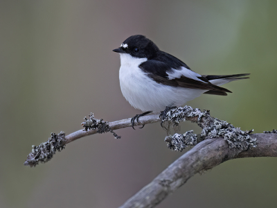 <i class='fa fa-user'></i>&nbsp;Luc Meert&nbsp;|   Bonte Vliegenvanger&nbsp; <i class='fa fa-eye'>&nbsp;233</i> &nbsp;<i class='fa fa-thumbs-up'>&nbsp;8</i> &nbsp; <i class='fa fa-comment-o'>&nbsp;3</i>