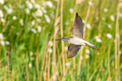 <i class='fa fa-user'></i>&nbsp;John_Jak&nbsp;|   Groenpootruiter&nbsp; <i class='fa fa-eye'>&nbsp;180</i> &nbsp;<i class='fa fa-thumbs-up'>&nbsp;1</i> &nbsp; <i class='fa fa-comment-o'>&nbsp;2</i>