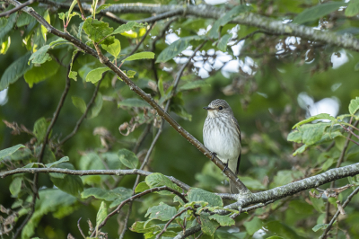 <i class='fa fa-user'></i>&nbsp;Hilda&nbsp;|   Grauwe Vliegenvanger&nbsp; <i class='fa fa-eye'>&nbsp;143</i> &nbsp; <i class='fa fa-comment-o'>&nbsp;2</i>