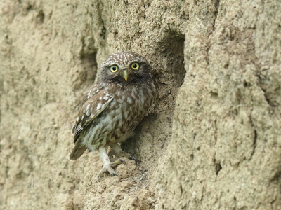 De interesse in de gaten van de bijeneterswand was bij de steenuilen groot. De interesse in mij ook en zo keek deze steenuil recht mijn lens in.