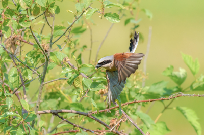 <i class='fa fa-user'></i>&nbsp;John_Jak&nbsp;|   Grauwe Klauwier&nbsp; <i class='fa fa-eye'>&nbsp;239</i> &nbsp;<i class='fa fa-thumbs-up'>&nbsp;1</i> &nbsp; <i class='fa fa-comment-o'>&nbsp;5</i>