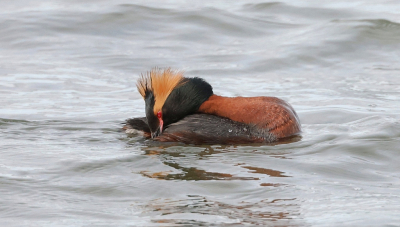 <i class='fa fa-user'></i>&nbsp;Leo Tukker&nbsp;|   Kuifduiker&nbsp; <i class='fa fa-eye'>&nbsp;210</i> &nbsp;<i class='fa fa-thumbs-up'>&nbsp;1</i> &nbsp; <i class='fa fa-comment-o'>&nbsp;3</i>