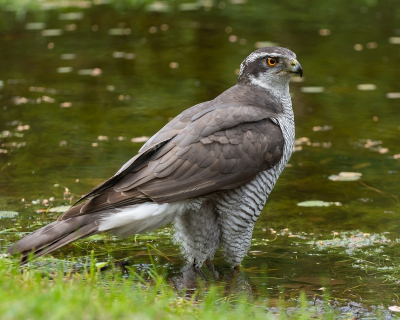 <i class='fa fa-user'></i>&nbsp;Wijnand van Buuren&nbsp;|   Havik&nbsp; <i class='fa fa-eye'>&nbsp;231</i> &nbsp;<i class='fa fa-thumbs-up'>&nbsp;2</i> &nbsp; <i class='fa fa-comment-o'>&nbsp;10</i>