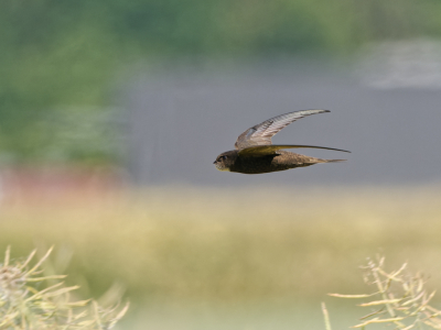 <i class='fa fa-user'></i>&nbsp;gntStattmann&nbsp;|   Gierzwaluw&nbsp; <i class='fa fa-eye'>&nbsp;195</i> &nbsp;<i class='fa fa-thumbs-up'>&nbsp;1</i> &nbsp; <i class='fa fa-comment-o'>&nbsp;0</i>